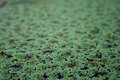 Free Pond Stock Photos - 774983
