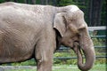 Free Indian Elephant Royalty Free Stock Photos - 778198