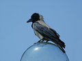 Free Crow Stock Photography - 779062