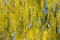 Free Weeping Willow Royalty Free Stock Photos - 770178