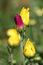 Free Purple/Magenta Chrysanthemum Surrounded By Yellow Royalty Free Stock Photography - 772787