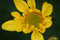 Free Yellow Chrysanthemum Stock Images - 775944