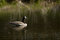 Free Canada Goose (Branta Canadensis) On Ripples Stock Photography - 777122