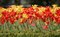 Free Tulips Royalty Free Stock Image - 777236