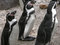 Free Penguins Royalty Free Stock Photos - 779978