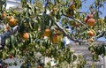 Free Nectarines Royalty Free Stock Photos - 7702678