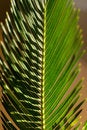 Free Close Up Frond Royalty Free Stock Photography - 7702857