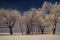 Free Trees And Frost Stock Photography - 7706902