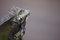 Free Green Iguana (Iguana Iguana) Royalty Free Stock Images - 7707199