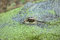 Free Alligator Stock Photos - 7708663