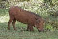 Free Feeding Warthog Stock Image - 7710611