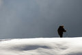 Free The Mountaineer Stock Photo - 7713840