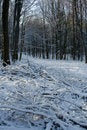 Free Winter Stock Image - 7715121