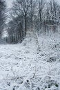Free Winter Royalty Free Stock Images - 7715269