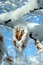 Free Idyllic Snowy Leaf Stock Photos - 7711953