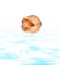 Free Shell In Water Stock Photo - 7712160