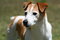 Free Jack Russell Royalty Free Stock Photo - 7713185