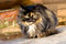 Free Brown Tabby  Cat Royalty Free Stock Photos - 7714958