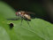 Free Garden Fly Stock Photography - 7719582