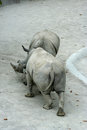 Free Rhino Fighting Royalty Free Stock Photos - 7722808