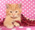 Free Yellow Kitten And Pink Polka Dots Royalty Free Stock Images - 7725959