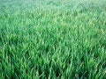 Free Lawn Royalty Free Stock Photos - 7726048