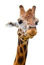 Free Giraffes Face Royalty Free Stock Images - 7733169