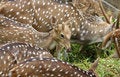 Free Deer Eat Grass Stock Photography - 7735502