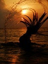 Free Backlight Silhouette Of A Girl With Water Drops Stock Images - 7735684