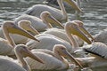 Free Rosy Pelican Royalty Free Stock Photography - 7739007