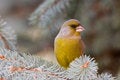 Free The Greenfinch Stock Photography - 7739132