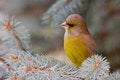 Free The Greenfinch Stock Image - 7739151