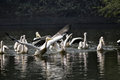 Free Rosy Pelican Stock Photography - 7739162