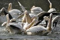 Free Rosy Pelican Royalty Free Stock Photography - 7739187