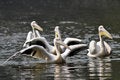 Free Rosy Pelican Royalty Free Stock Photos - 7739348