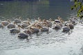 Free Rosy Pelican Royalty Free Stock Images - 7739419