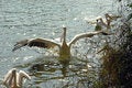 Free Rosy Pelican Royalty Free Stock Images - 7739429