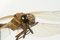 Free Closeup Of Dead Dragonfly Royalty Free Stock Images - 7732829