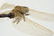 Free Closeup Of Dead Dragonfly Stock Image - 7732841