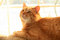 Free Orange Cat In The Sunlight. Royalty Free Stock Photos - 7735778