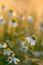 Free Daisy Flower At Sunset, Wild Daisies On A Meadow Stock Images - 7736404