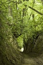 Free Green  Ravine Stock Photo - 7740550