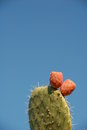 Free Prickly Pear Fruits Royalty Free Stock Photo - 7743485