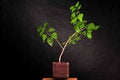 Free Tree In Studio Stock Images - 7746654