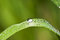 Free Green Grass Stock Photos - 7740023