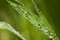 Free Green Grass Stock Photo - 7740030