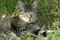Free Striped Cat Lying On The Grass Royalty Free Stock Images - 7743609