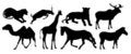 Free Various Animals Stock Image - 7750571