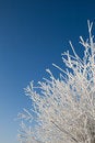 Free Treetop In Snow Royalty Free Stock Image - 7750936
