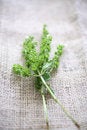 Free Fresh Basil On Tablecloth Royalty Free Stock Image - 7751106